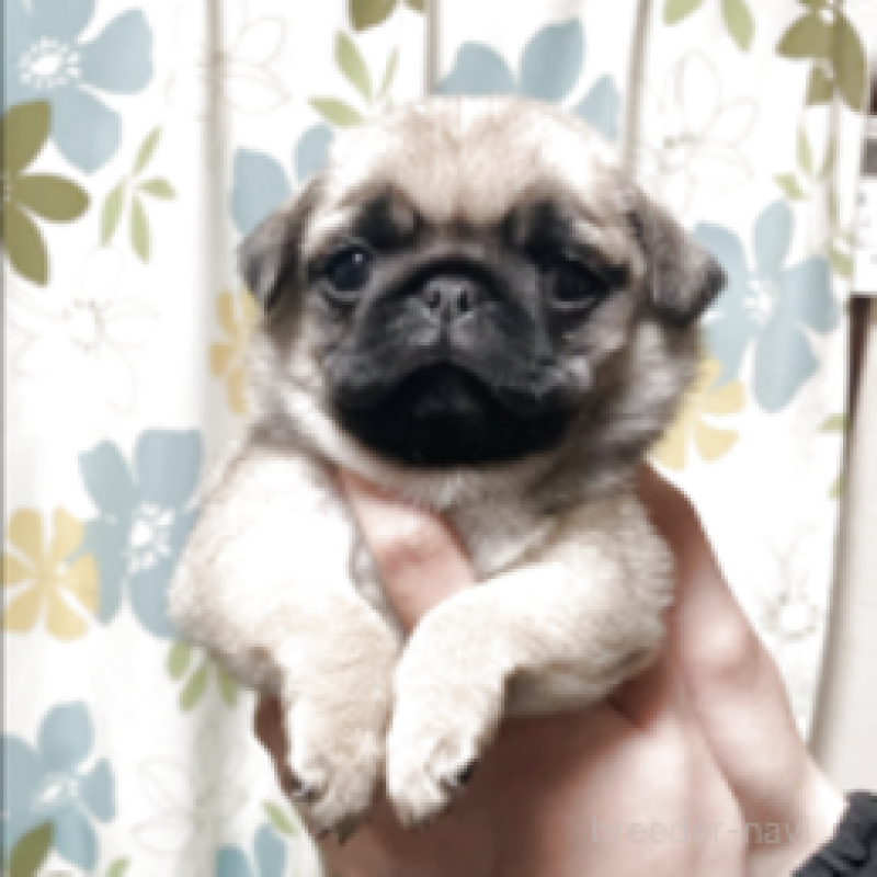 販売中の神奈川県のパグ-448901の2枚目