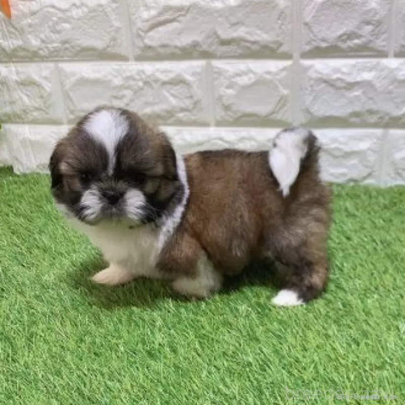 販売中の愛知県のシーズー-448902の5枚目