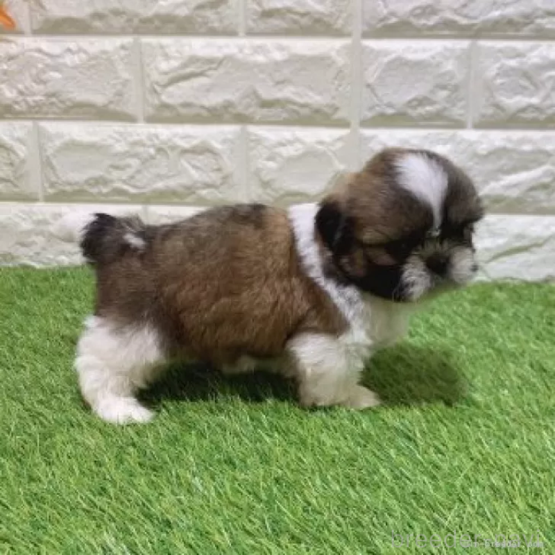 販売中の愛知県のシーズー-448902の4枚目