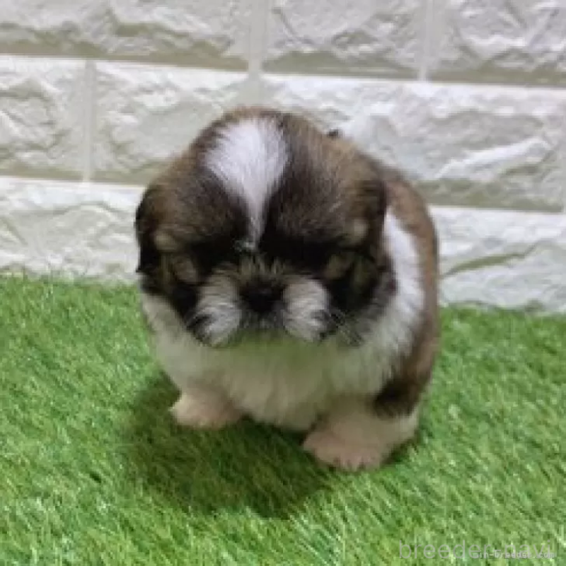 販売中の愛知県のシーズー-448902の3枚目