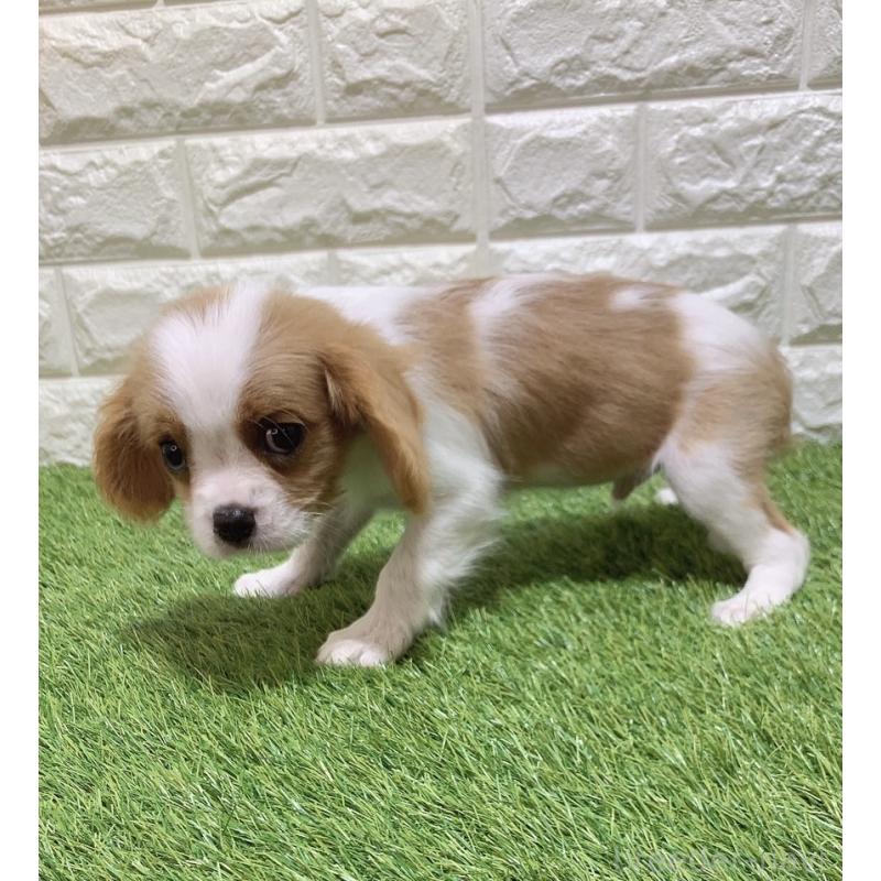 販売中の愛知県のキャバリアキングチャールズスパニエル-448903の5枚目