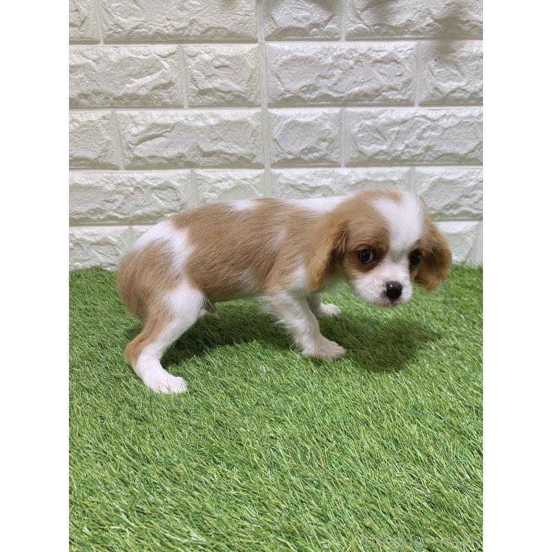 販売中の愛知県のキャバリアキングチャールズスパニエル-448903の4枚目