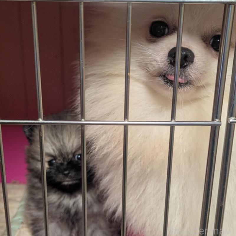 販売中の神奈川県のポメラニアン-448904の5枚目