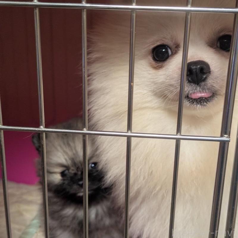 販売中の神奈川県のポメラニアン-448904の4枚目