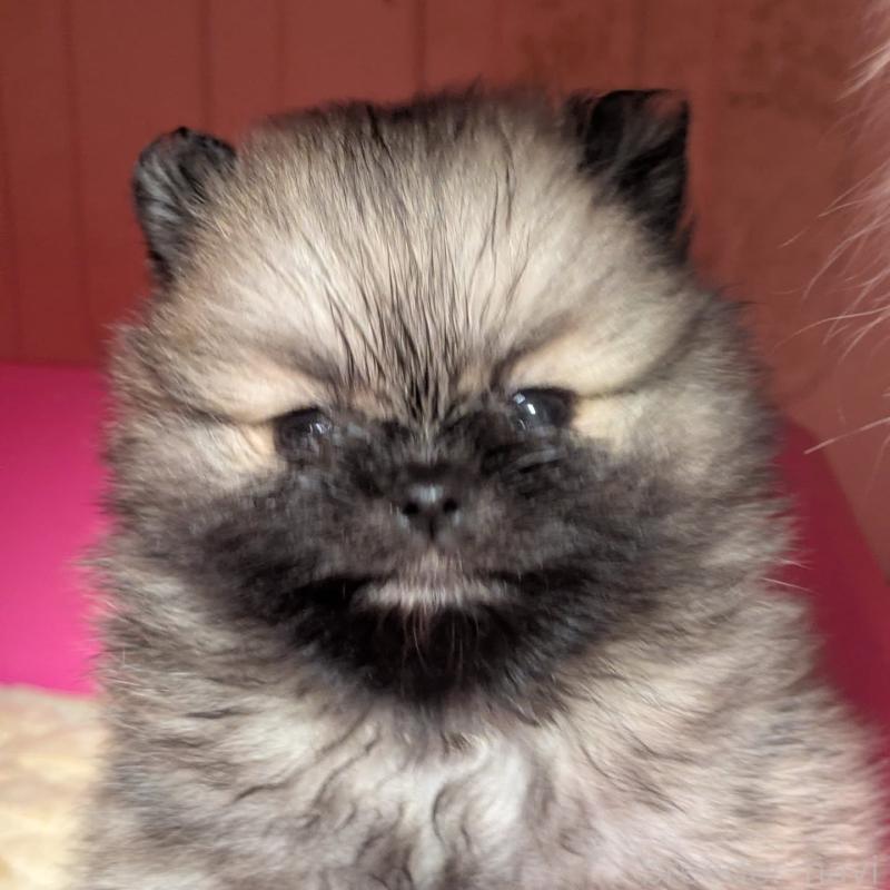 販売中の神奈川県のポメラニアン-448904の3枚目