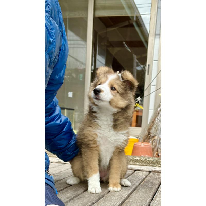 商談中の静岡県のシェットランドシープドッグ(シェルティ)-447225