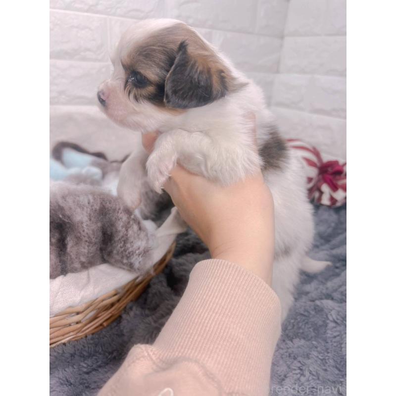 販売中の愛知県のパピヨン-448906の11枚目