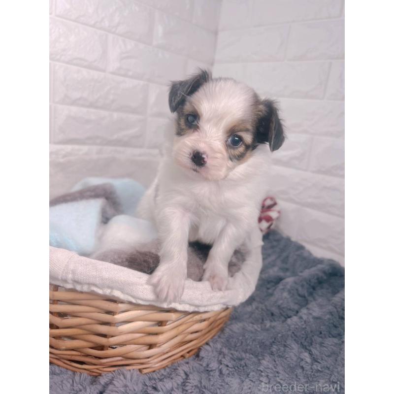 販売中の愛知県のパピヨン-448906の10枚目