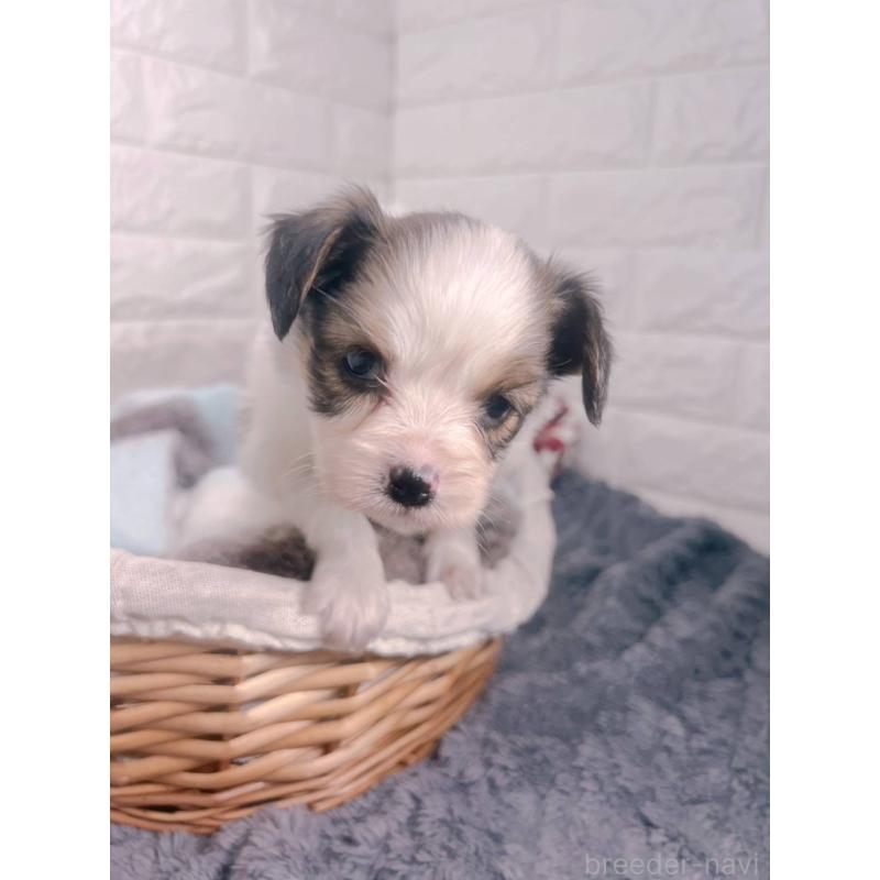 販売中の愛知県のパピヨン-448906の9枚目