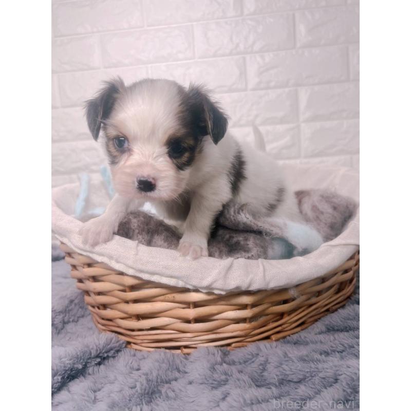 販売中の愛知県のパピヨン-448906の8枚目