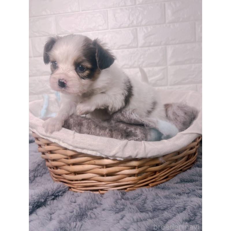 販売中の愛知県のパピヨン-448906の7枚目