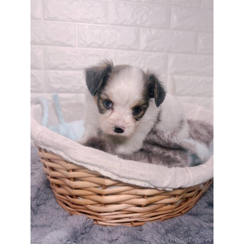 販売中の愛知県のパピヨン-448906の6枚目