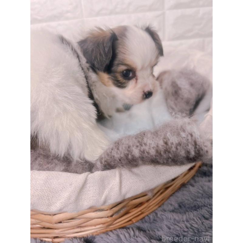 販売中の愛知県のパピヨン-448906の5枚目