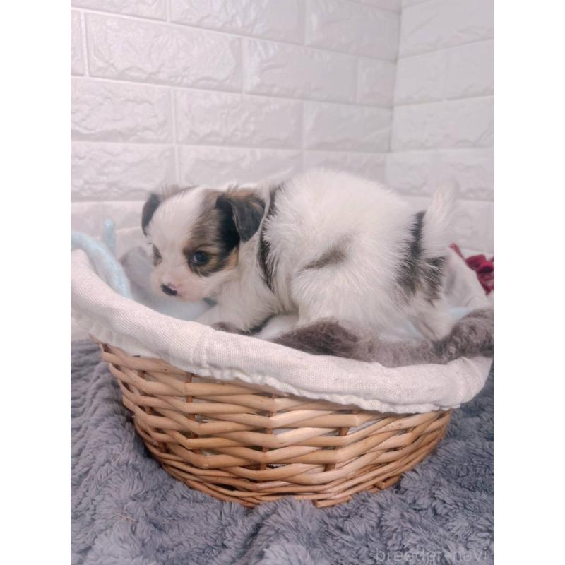 販売中の愛知県のパピヨン-448906の4枚目