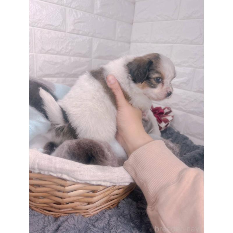 販売中の愛知県のパピヨン-448906の3枚目