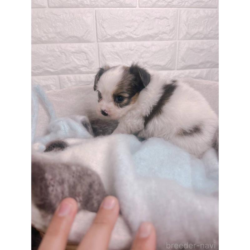 販売中の愛知県のパピヨン-448906の2枚目