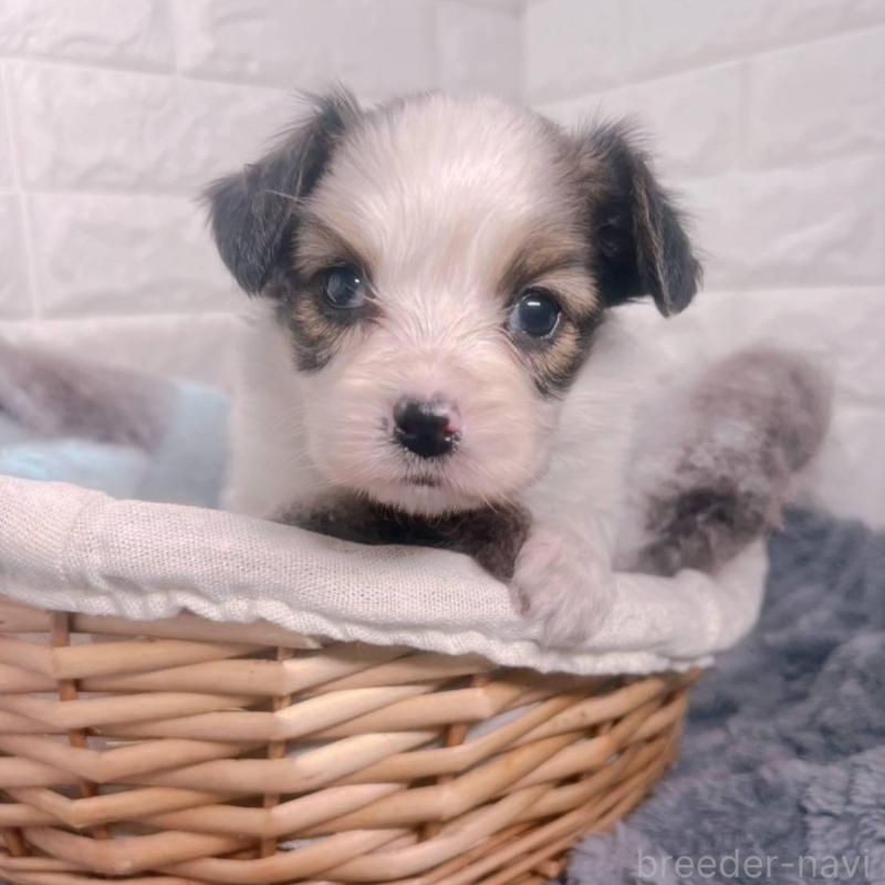 販売中の愛知県のパピヨン-448906