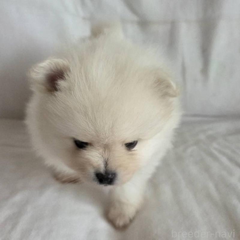 販売中の群馬県のポメラニアン-448908の5枚目