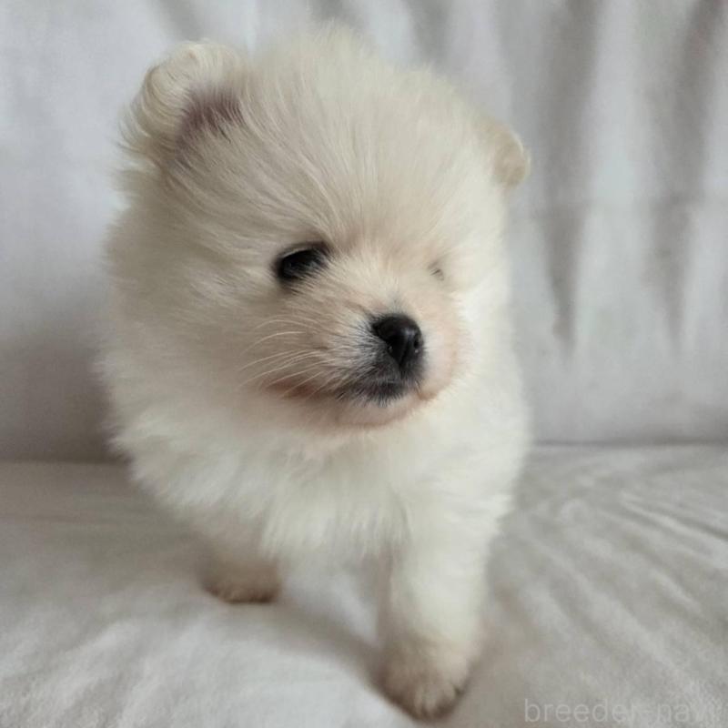 販売中の群馬県のポメラニアン-448908の4枚目