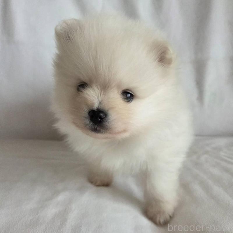 販売中の群馬県のポメラニアン-448908の1枚目