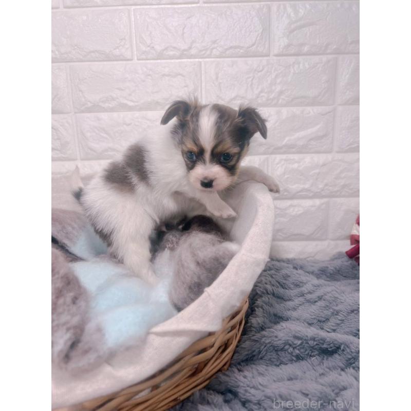 販売中の愛知県のパピヨン-448907の16枚目