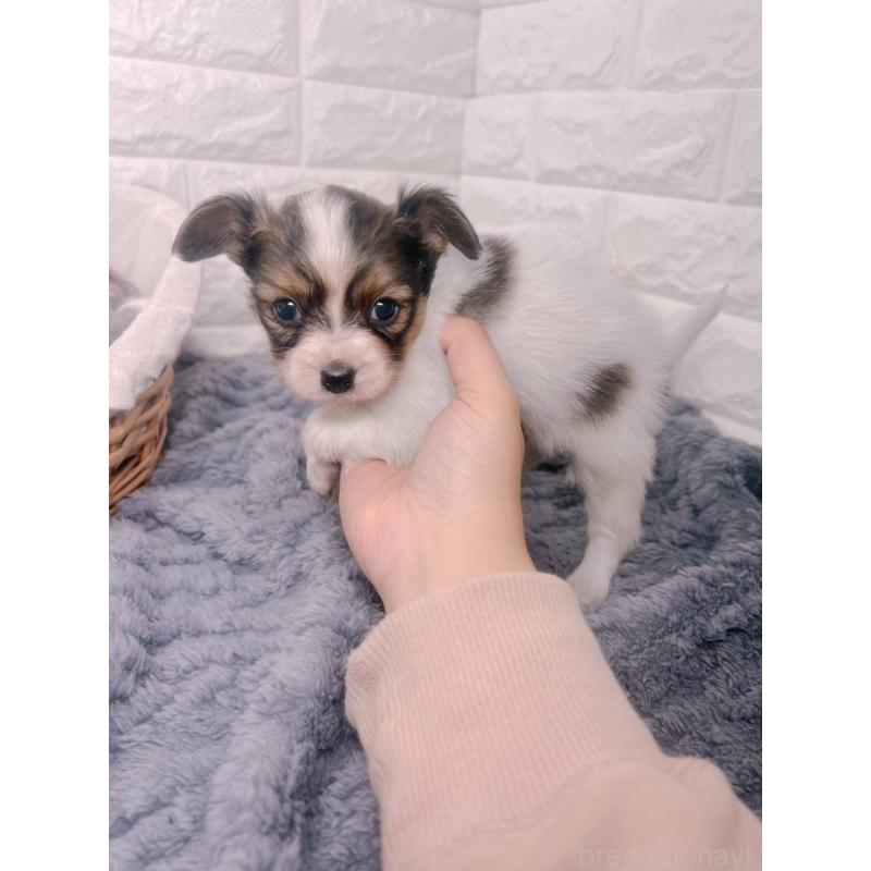 販売中の愛知県のパピヨン-448907の15枚目