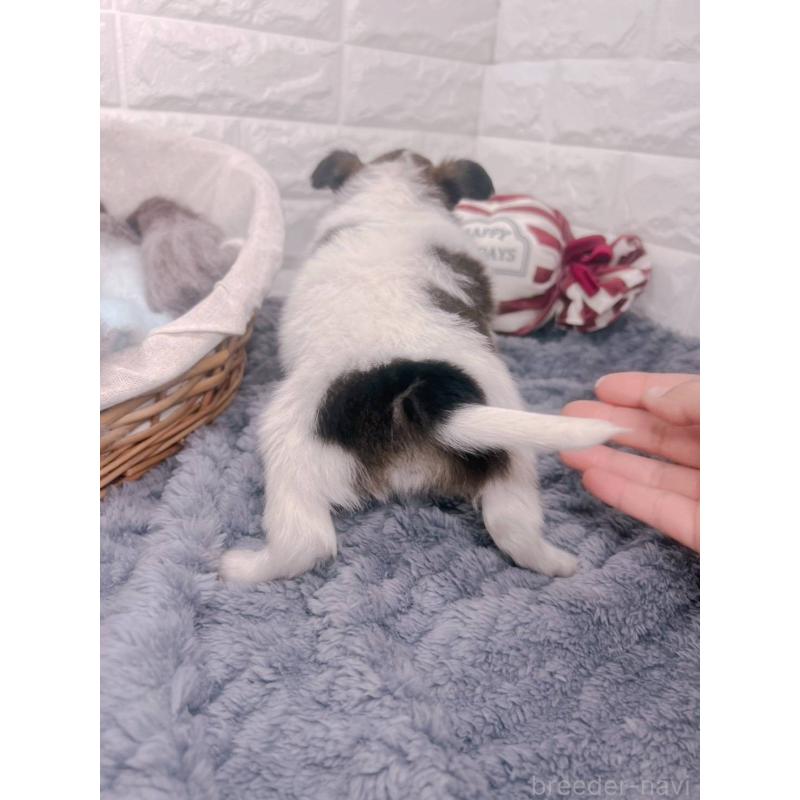 販売中の愛知県のパピヨン-448907の14枚目