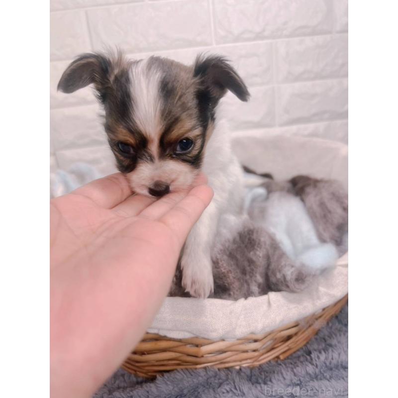 販売中の愛知県のパピヨン-448907の13枚目