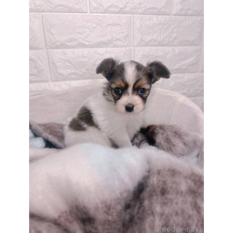 販売中の愛知県のパピヨン-448907の11枚目