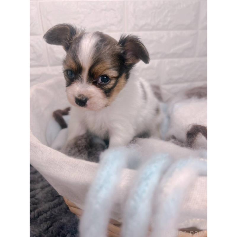 販売中の愛知県のパピヨン-448907の10枚目