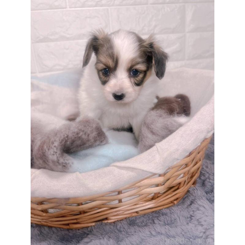 販売中の愛知県のパピヨン-448907の8枚目