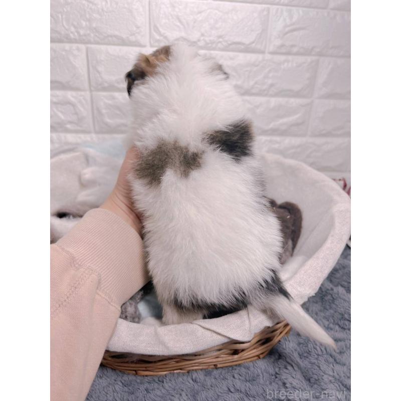 販売中の愛知県のパピヨン-448907の6枚目