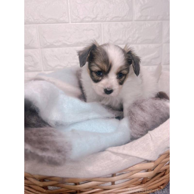 販売中の愛知県のパピヨン-448907の7枚目