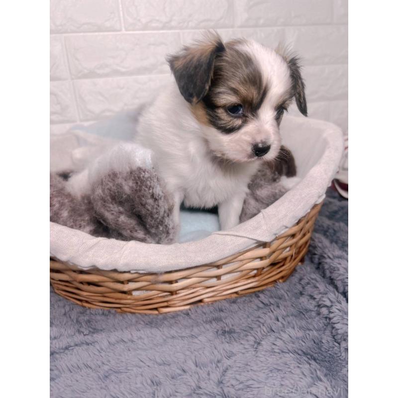 販売中の愛知県のパピヨン-448907の5枚目