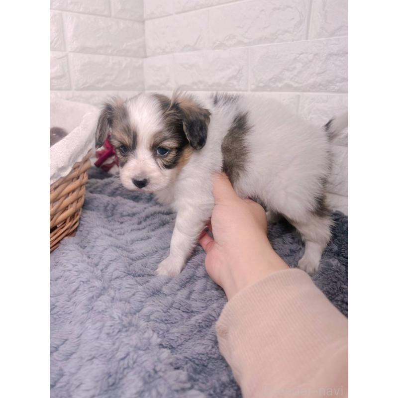 販売中の愛知県のパピヨン-448907の4枚目