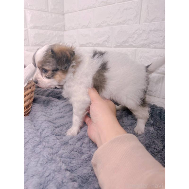 販売中の愛知県のパピヨン-448907の3枚目