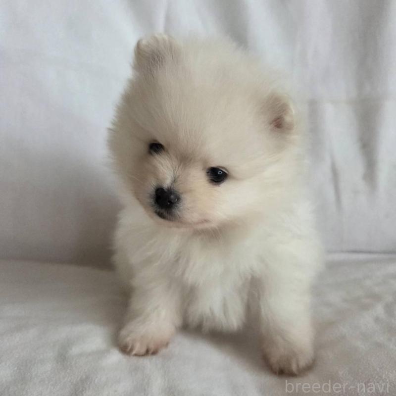 販売中の群馬県のポメラニアン-448909の4枚目