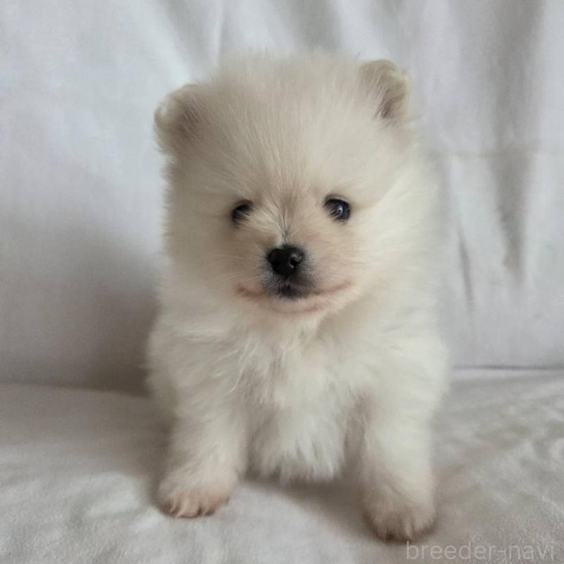 販売中の群馬県のポメラニアン-448909