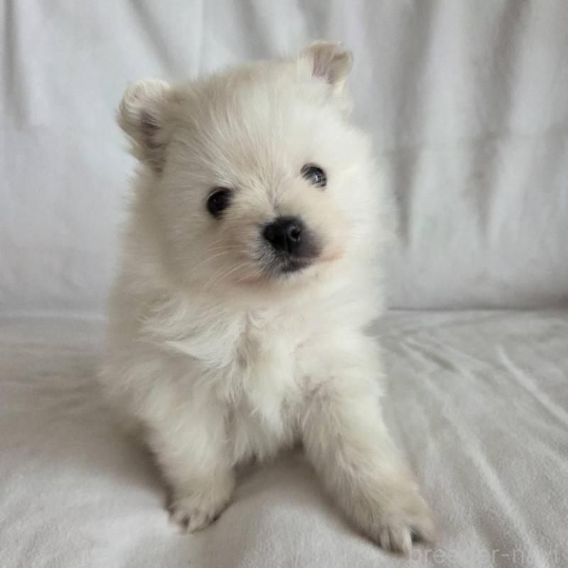 販売中の群馬県のポメラニアン-448910の5枚目