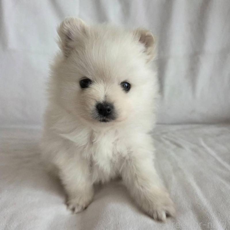 販売中の群馬県のポメラニアン-448910