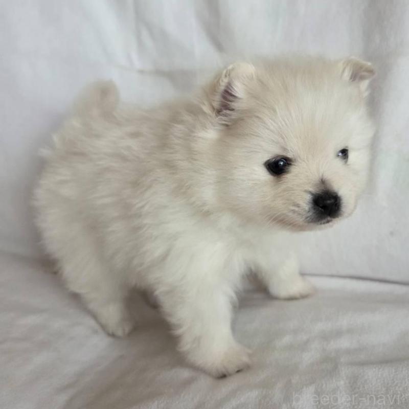 販売中の群馬県のポメラニアン-448910の3枚目