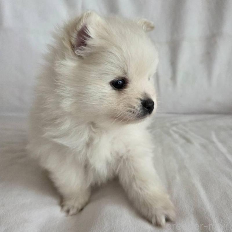 販売中の群馬県のポメラニアン-448910の2枚目