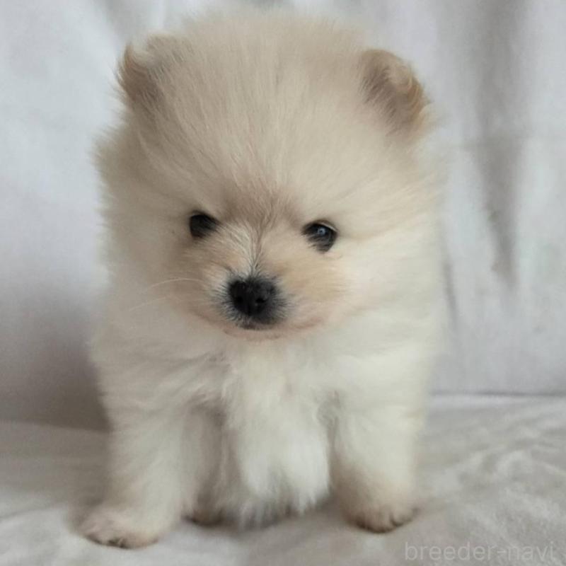 販売中の群馬県のポメラニアン-448911