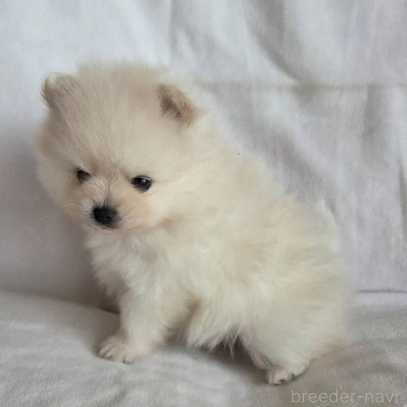 販売中の群馬県のポメラニアン-448911の4枚目