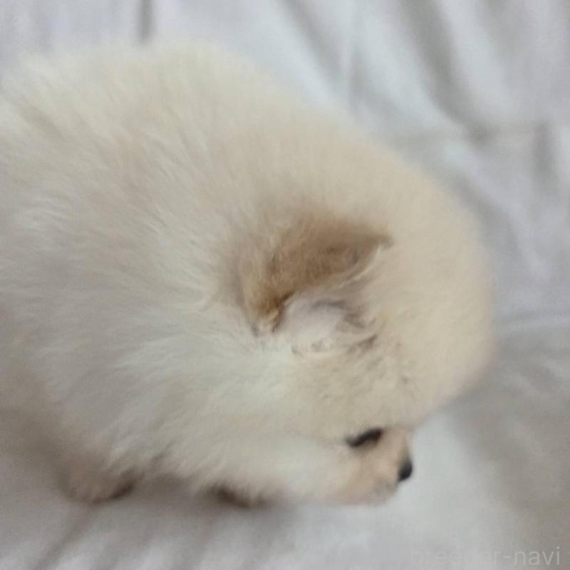 販売中の群馬県のポメラニアン-448911の3枚目