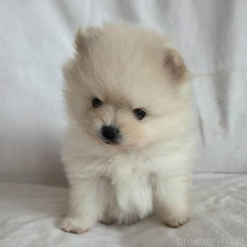 販売中の群馬県のポメラニアン-448911の2枚目