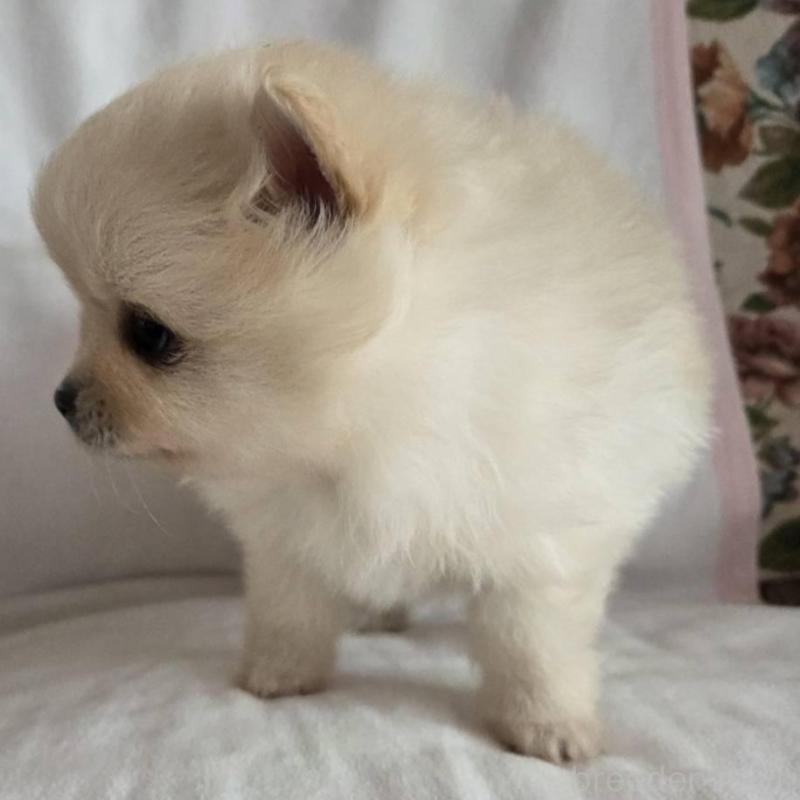 販売中の群馬県のポメラニアン-448912の4枚目