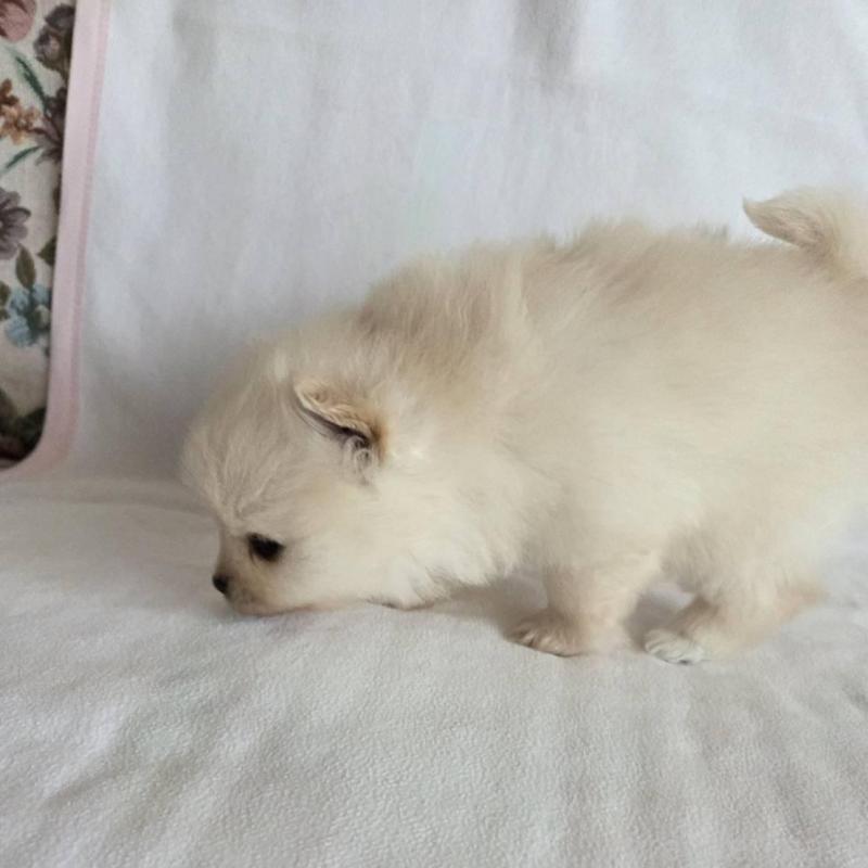 販売中の群馬県のポメラニアン-448912の3枚目