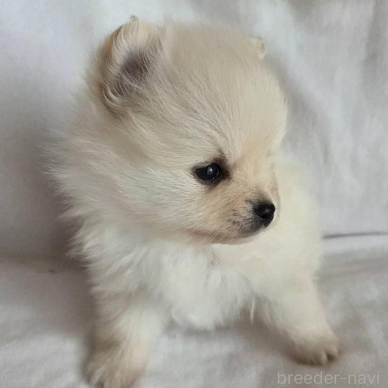 販売中の群馬県のポメラニアン-448912の2枚目