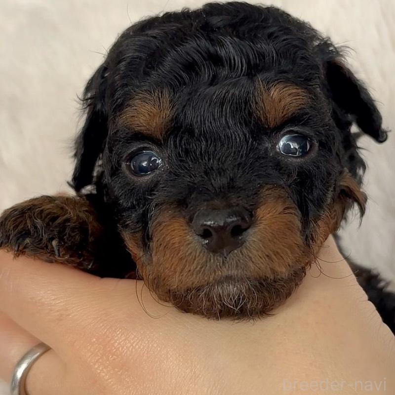 販売中の広島県のチワプー:チワワ×トイプードル-448915